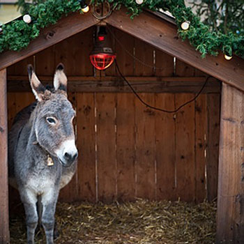 nativity animals costumes